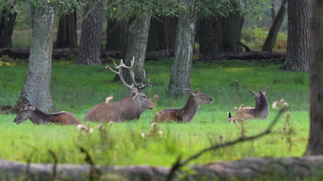 Rothirsch (Cervus elaphus), friedliches Rudel Hirsche, auf einer gr&uuml;nen Waldwiese, Deutschland, Europa