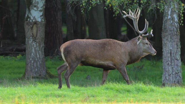 Rothirsch (Cervus elaphus), ein Rothirsch mit stattlichem Geweih, l&auml;uft umher, Hessen, Deutschland