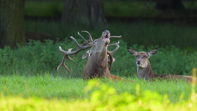 Rothirsch (Cervus elaphus), ein Rothirsch mit stattlichem Geweih, r&ouml;hrend w&auml;hrend der Brunftzeit, Hessen, Deutschland