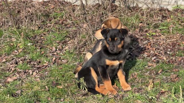 Two cute puppies dogs in the grass.