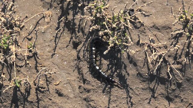 Black centipede crawls across brown arid cracked soil on barren lifeless ground surface. Predatory chilopoda moves through dry fractured earth revealing harsh survival environment.