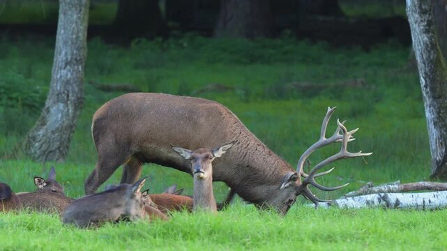Rothirsch (Cervus elaphus), friedliches Rudel Hirsche, auf einer gr&uuml;nen Waldwiese, Deutschland, Europa