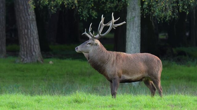 Rothirsch (Cervus elaphus), m&auml;nnlicher Rothirsch mit Geweih steht im Waldrand, Hessen, Deutschland