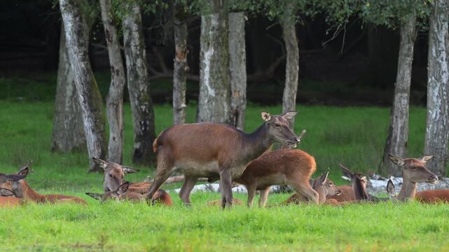 Rothirsch (Cervus elaphus), Rudel weibliche Hirschk&uuml;he, Hessen, Deutschland