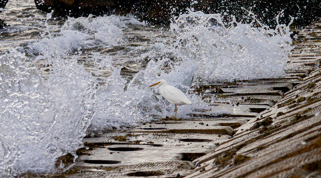 White Pacific Reef Egret Standing in Ocean Waves in Okinawa, Japan