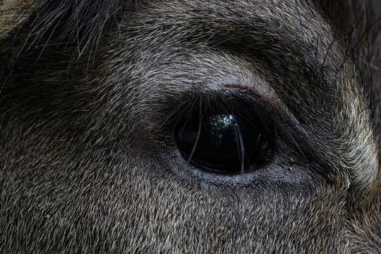 Water Buffalo in Okinawa, Japan