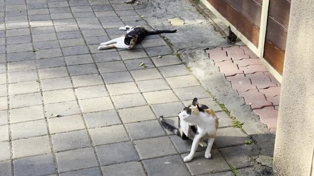 Calico cat is roaming on the road