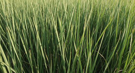 Dense Green Blades of Grass Texture Background