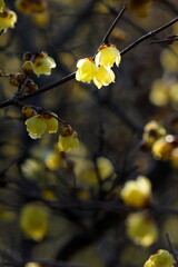 寒空に咲く蠟梅	