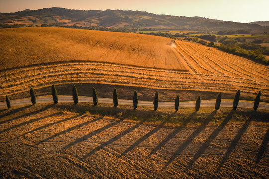 Idyllic aerial view of a harvester harvesting a field, with cypress trees stand in a line in the foreground and casting long shadows in Tuscany, Italy