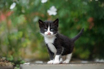 curious black and white kitten posing outdoors