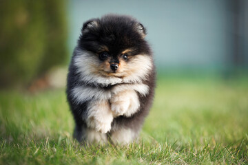 black and tan pomeranian spitz puppy running on grass, close up shot
