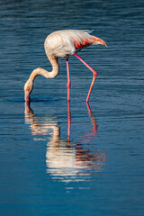 Un flamant rose en train de chercher de la nourriture dans un lac en France