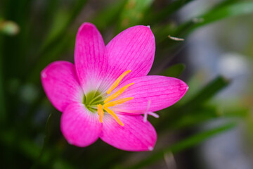 close up of pink flower(Pink rain lily)