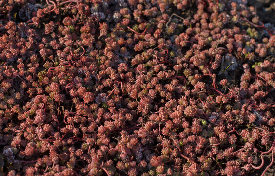 pink shoots of Spanish sedum in the sunlight