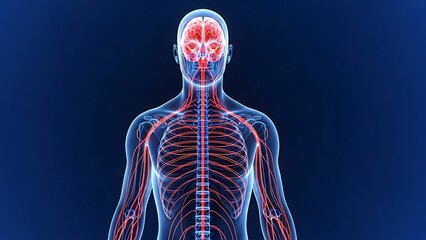 Human nervous system illustration highlighting brain and spinal cord details against a dark blue background from a frontal viewpoint