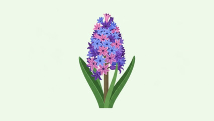 Vibrant purple and pink hyacinth flower with green leaves on light background