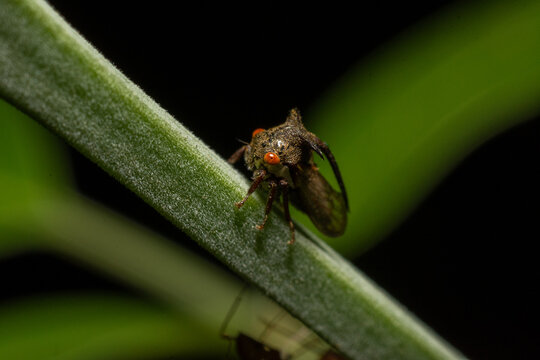Macro Close-Up of a Horned Treehopper Insect on a Green Stem