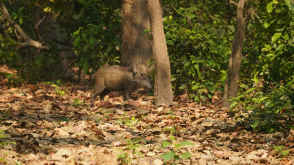 Ranthambore National Park Wildlife Photography Showing a Brown Wild Boar Walking on Green Grass...