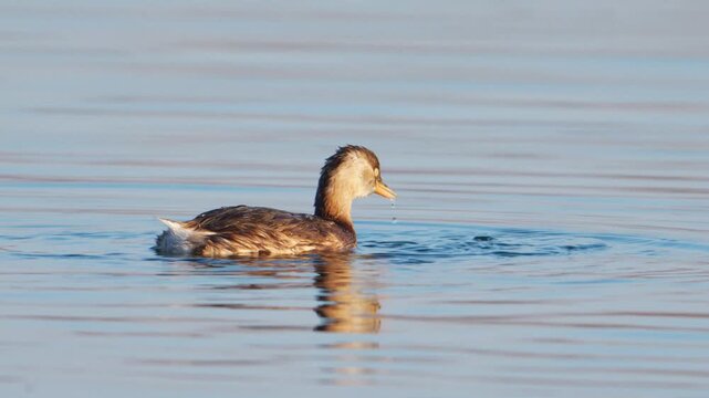 Little Grebe Surfacing with Fish Prey in Calm Freshwater Lake