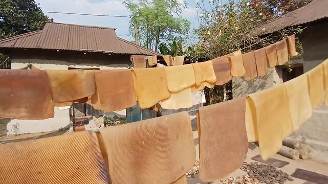 Natural rubber sheet is dried in Sun light at a villege  in Inadia.