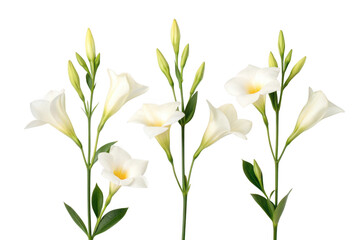 Delicate white lilies with green stems isolated on transparent background