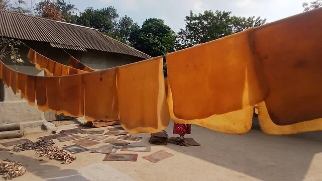 Natural rubber sheet is dried in Sun light at a villege  in Inadia.