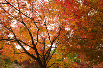 だいだいに色づく紅葉の木