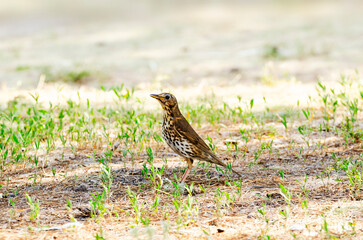 Speckled Bird Foraging in Sparse Grass on Sandy Ground