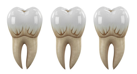highly realistic 3d render of a three-rooted human maxillary first molar tooth, showing intricate crown cusps in four segmented anatomical views on transparent. concept for academic dentistry