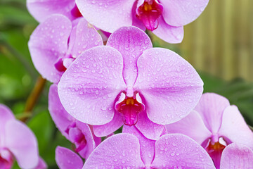 Beautiful pink orchid - phalaenopsis