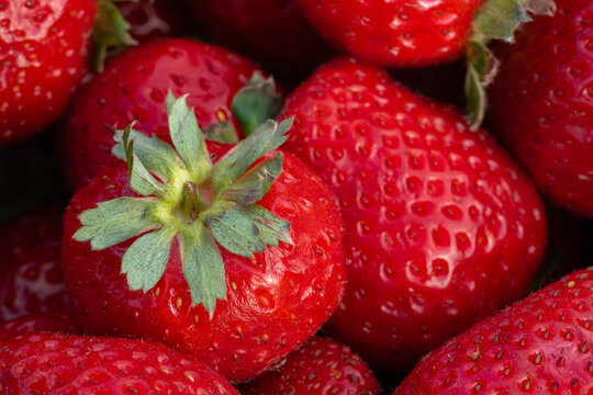 Red strawberries, natural, organic, fresh and tasty -Frutillas rojas, natural, org&aacute;nicas, frescas y sabrosas