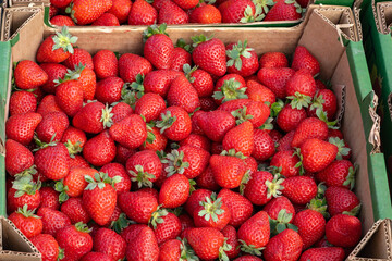 Red strawberries, natural, organic, fresh and tasty in a cardboard box