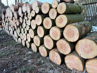 Neatly stacked logs after logging in a forest