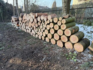 Neatly stacked logs after logging in a forest