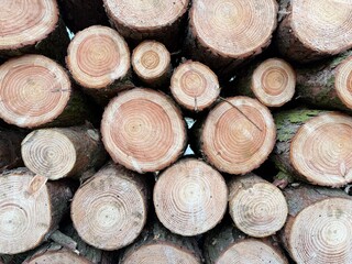 Neatly stacked logs after logging in a forest