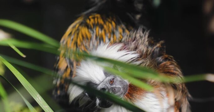 The Cotton-top Tamarin (Saguinus Oedipus), little monkey in the jungle
