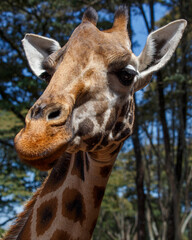 Obraz premium Jirafa de Rothschild caminando por la sabana de Kenia, África