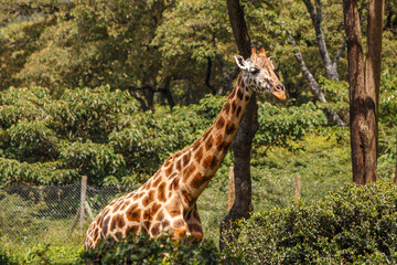 Obraz premium Jirafa de Rothschild caminando por la sabana de Kenia, África