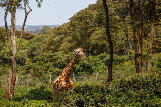Jirafa de Rothschild caminando por la sabana de Kenia, &Aacute;frica