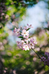 Fototapeta premium Pink crabapple flowers on branch with bright natural bokeh background