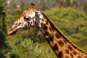 Jirafa de Rothschild caminando por la sabana de Kenia, &Aacute;frica