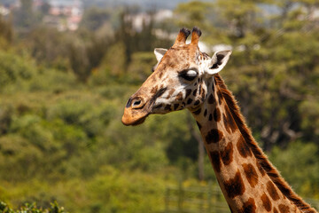 Obraz premium Jirafa de Rothschild caminando por la sabana de Kenia, África