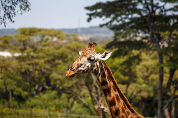 Obraz premium Jirafa de Rothschild caminando por la sabana de Kenia, África