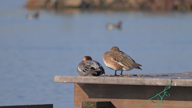 Flock of Waterfowl Resting by a Calm Lakeshore in Winter,Mareca penelope