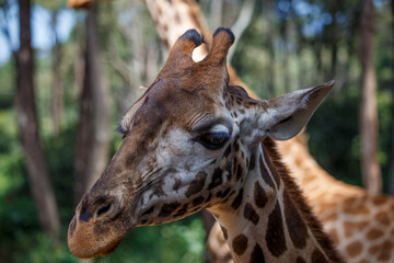 Obraz premium Jirafa de Rothschild caminando por la sabana de Kenia, África