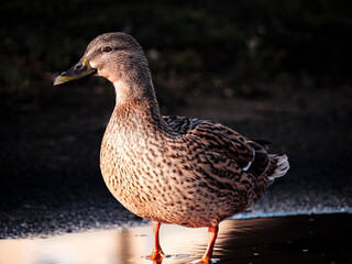 female mallard duck