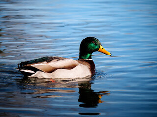 duck on the water