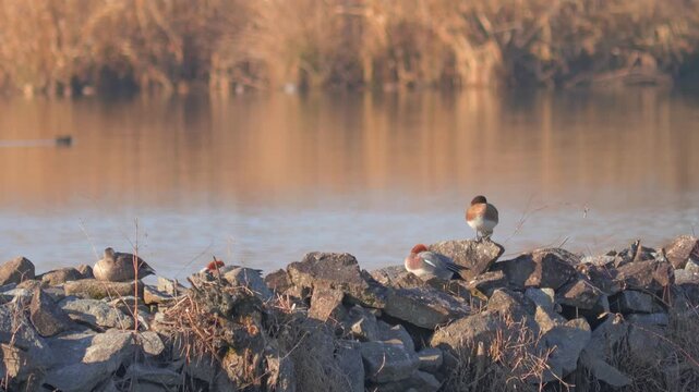 Flock of Waterfowl Resting by a Calm Lakeshore in Winter,Mareca penelope