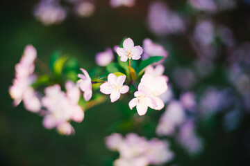 Obraz premium Pink crabapple flowers blooming on dark green foliage background